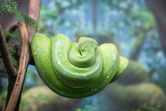 Green tree python