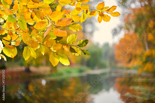 nature autumn background fotolia com の ストック写真とロイヤリティ