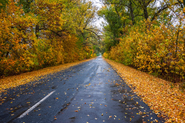 Leaves on rainy road