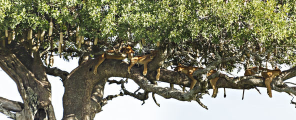 Four Lions In A Sausage Tree