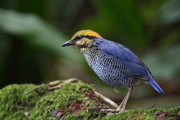 Blue pitta (Hydrornis cyaneus) in Khao Yai National Park, Thailand