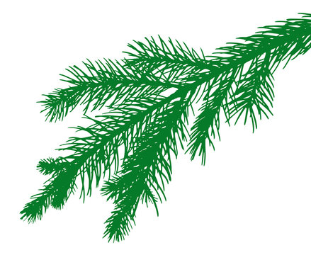 pine tree's leaves silhouette 