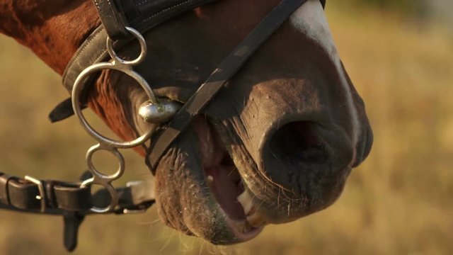 Close-up of mouth and nostrils are brown horses in the nature at sunset.