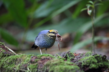 Blue pitta (Hydrornis cyaneus) in Khao Yai National Park, Thailand