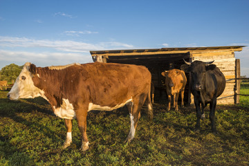 cattle limousine in the yard, cows, heifers, calves and young