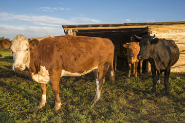 cattle limousine in the yard, cows, heifers, calves and young