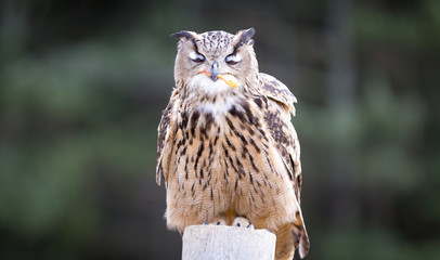 Eurasian Eagle Owl eating