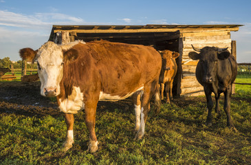 cattle limousine in the yard, cows, heifers, calves and young