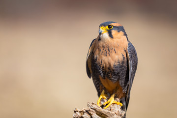 American Kestrel closeup