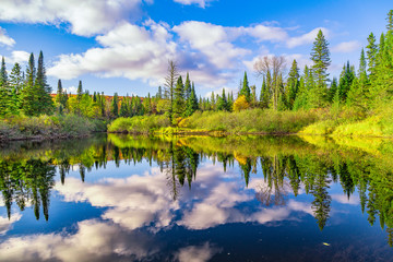 Obraz premium Trees with reflection in lake