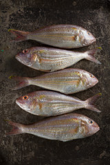 Raw Sea bream fish on metal background, top view