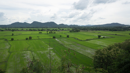 Fototapeta premium Field