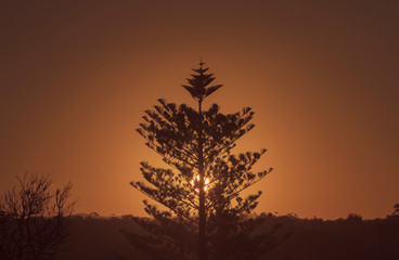Norfolk pine sunset