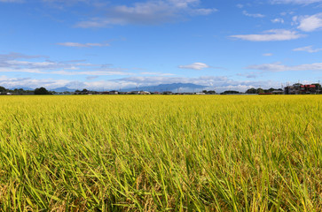 稲穂と秋の空