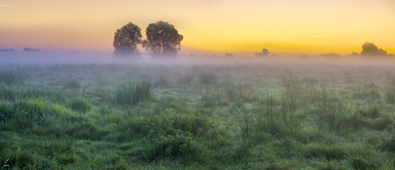 beautiful, foggy morning in the summer meadow, trees and grass covered with mist, colorful...
