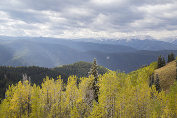 Morning Autumn Aspen Glow