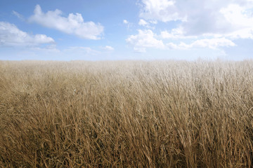 Landscape of meadow field with blue sky