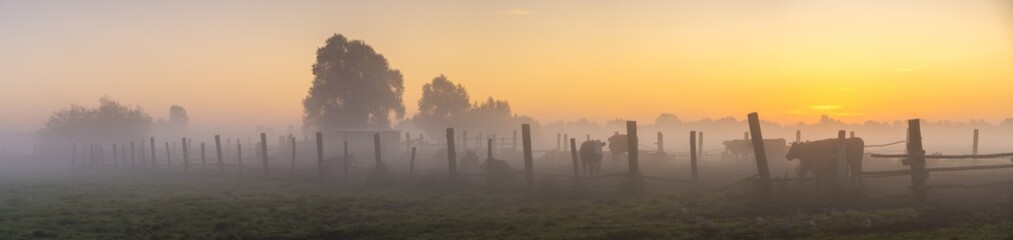 cows on a meadow on a foggy summer morning