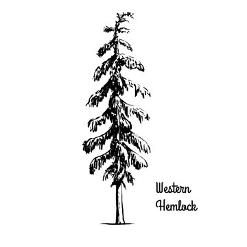 Vector sketch illustration. Black silhouette of Western Hemlock isolated on white background. Drawing of evergreen coniferous plant, Washington state tree.