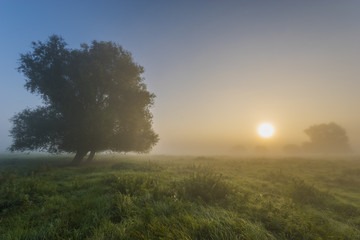 Fototapeta na wymiar beautiful, foggy morning in the summer meadow, trees and grass covered with mist, colorful sky,panorama