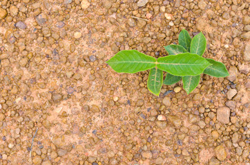 Plant grow up on stone in Dry land,lateritic soil texture, top view