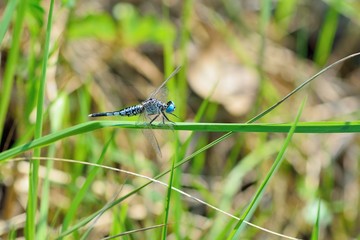 Thick waist dragonfly(Acisoma panorpoides)