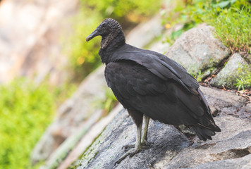Black Vulture Resting