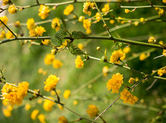 Blooming flowers as  a background