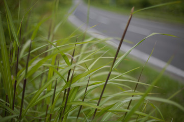 路肩の夏草　クローズアップ