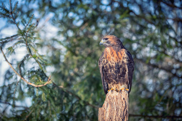 Golden Eagle