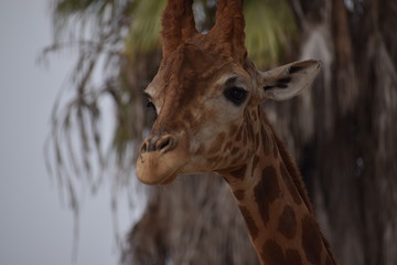 Giraffe portrait