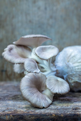 Oyster mushroom grow up in nursery bag on wooden background.