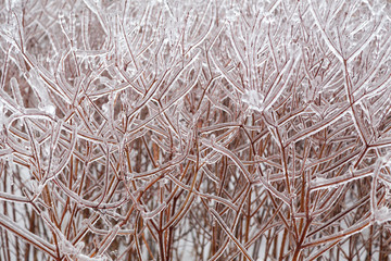 Icy Tree braches