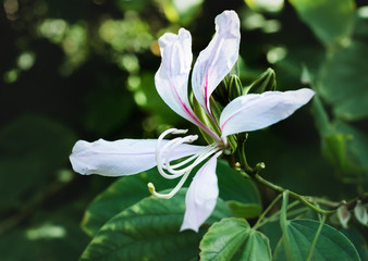 沖縄に咲く花弁の細長く白い花
