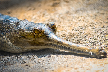 Gharial Resting Pose