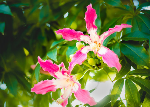 43 Best トックリキワタ Images Stock Photos Vectors Adobe Stock