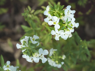 沖縄に咲く白いの小さなの花