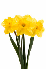 yellow daffodils isolated