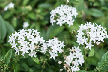 沖縄に咲く白いジャスミンの花