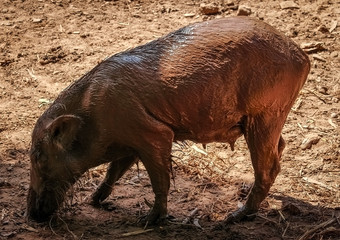 Wild Boar.