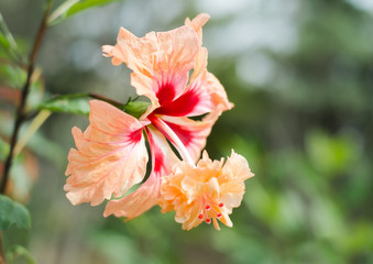 沖縄に咲く赤いハイビスカスの花