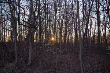 Obraz premium Sunset in trees