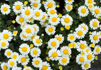 沖縄に咲くデイジーの爽やかな黄色と白の花