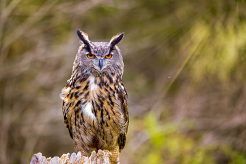 Eurasian Eagle Owl