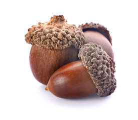 acorns on a white background ,close up