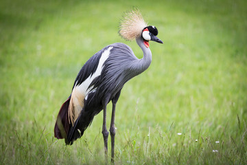 Crowned Crane