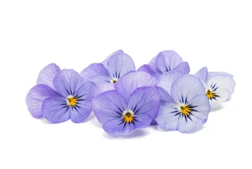 Peel and stick wall murals Pansies pansies isolated