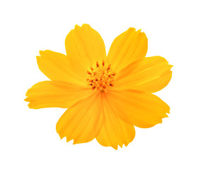 Yellow cosmos flower isolated on white background.