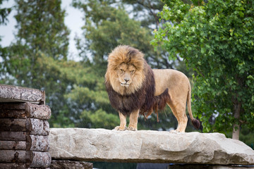Fototapeta na wymiar A lion
