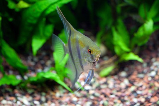 Angelfish in planted tropical aquarium, front view, shallow DOF